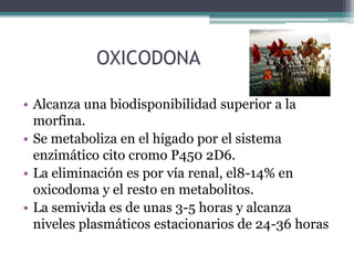 OXICODONA
• Alcanza una biodisponibilidad superior a la
morfina.
• Se metaboliza en el hígado por el sistema
enzimático cito cromo P450 2D6.
• La eliminación es por vía renal, el8-14% en
oxicodoma y el resto en metabolitos.
• La semivida es de unas 3-5 horas y alcanza
niveles plasmáticos estacionarios de 24-36 horas
 