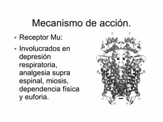 Mecanismo de acción.
• Receptor Mu:
• Involucrados en
depresión
respiratoria,
analgesia supra
espinal, miosis,
dependencia física
y euforia.
 