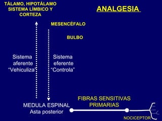 ANALGESIA  MEDULA ESPINAL Asta posterior Sistema eferente “ Controla” Sistema aferente “ Vehiculiza” TÁLAMO, HIPOTÁLAMO SISTEMA LÍMBICO Y CORTEZA MESENCÉFALO BULBO FIBRAS SENSITIVAS PRIMARIAS NOCICEPTOR 