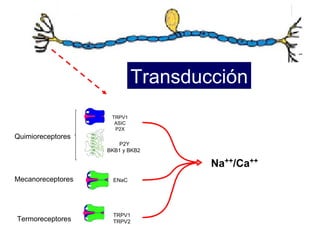 Quimioreceptores Mecanoreceptores Termoreceptores TRPV1 TRPV2 ENaC P2Y BKB1 y BKB2  TRPV1 ASIC P2X Na ++ /Ca ++ Transducción 