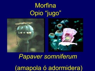 Morfina Opio “jugo” Papaver somniferum   (amapola ó adormidera) 
