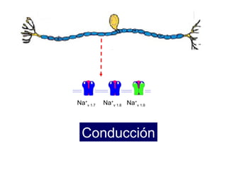 Na + v 1.7 Na + v 1.8 Na + v 1.9 Conducción 