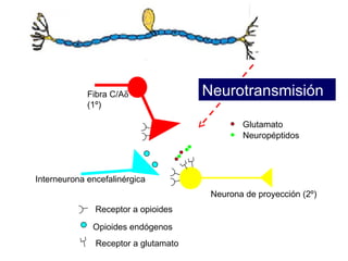 Glutamato  Neuropéptidos Opioides endógenos Receptor a opioides Neurona de proyección (2º) Interneurona encefalinérgica Fibra C/A  (1º) Receptor a glutamato Neurotransmisión 