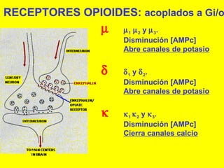 RECEPTORES OPIOIDES:  acoplados a Gi/o   1    2  y   3 . Disminución [AMPc] Abre canales de potasio     1  y   2 . Disminución [AMPc] Abre canales de potasio   1   2  y   3 . Disminución [AMPc] Cierra canales calcio 
