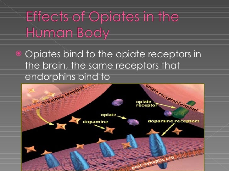 opiate project opiate receptors
