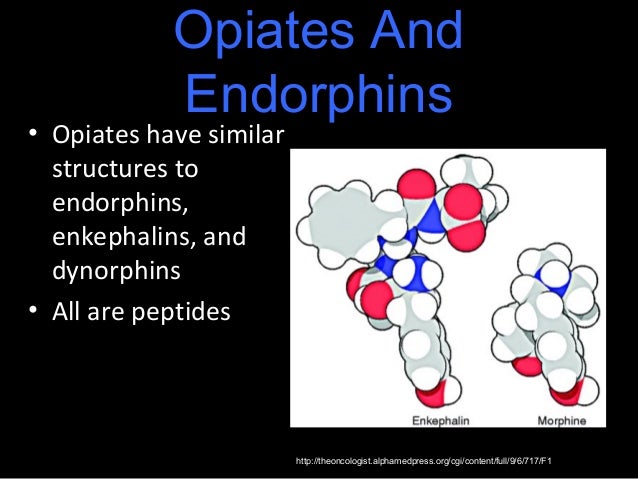 opiates endorphins opiate receptors morphine agonist enkephalins