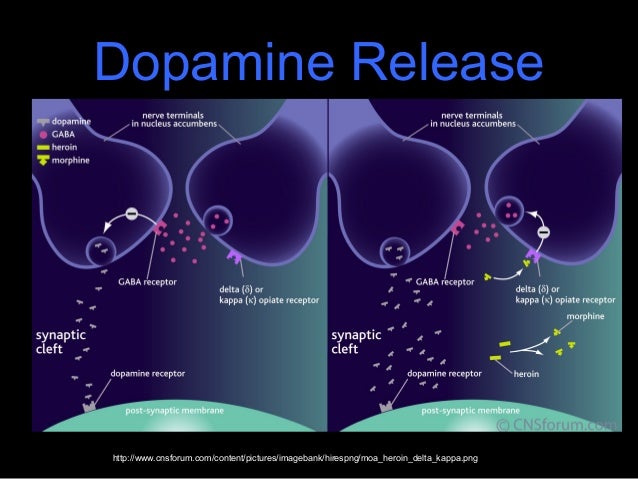 Opiates 091111082757-phpapp01 block diagram negative feedback 