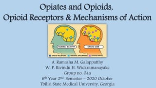 Opiates and Opioids,
Opioid Receptors & Mechanisms of Action
A. Ramasha M. Galappatthy
W. P. Rivindu H. Wickramanayake
Group no. 04a
6th Year 2nd Semester – 2020 October
Tbilisi State Medical University, Georgia
 