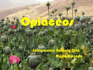 Opiáceos Integrantes: Nathaly Oria Mario Quijada 