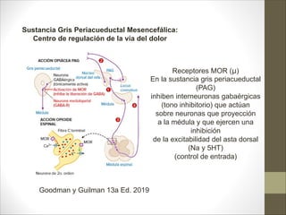 Receptores MOR (µ)
En la sustancia gris periacueductal
(PAG)
inhiben interneuronas gabaérgicas
(tono inhibitorio) que actúan
sobre neuronas que proyección
a la médula y que ejercen una
inhibición
de la excitabilidad del asta dorsal
(Na y 5HT)
(control de entrada)
Sustancia Gris Periacueductal Mesencefálica:
Centro de regulación de la vía del dolor
Goodman y Guilman 13a Ed. 2019
 