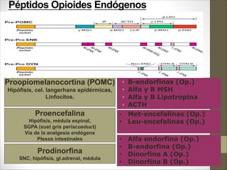 Péptidos Opioides Endógenos
• B-endorfinas (Op.)
• Alfa y B MSH
• Alfa y B Lipotropina
• ACTH
Proopiomelanocortina (POMC)
Hipófisis, cel. langerhans epidérmicas,
Linfocitos.
Proencefalina
Hipófisis, médula espinal,
SGPA (sust gris periacueduct)
Vía de la analgesia endógena
Plexos intestinales
Prodinorfina
SNC, hipófisis, gl.adrenal, médula
• Met-encefalinas (Op.)
• Leu-encefalinas (Op.)
• Alfa endorfina (Op.)
• B-endorfina (Op.)
• Dinorfina A (Op.)
• Dinorfina B (Op.)
 