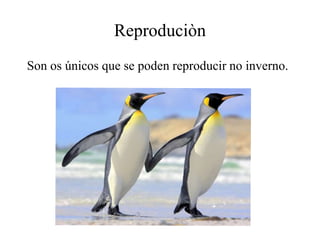 Reproduciòn
Son os únicos que se poden reproducir no inverno.
 
