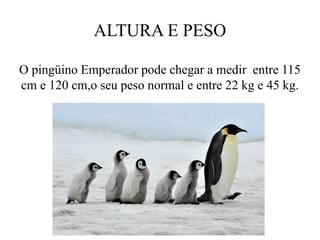 ALTURA E PESO
O pingüino Emperador pode chegar a medir entre 115
cm e 120 cm,o seu peso normal e entre 22 kg e 45 kg.
 