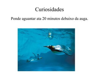 Curiosidades
Ponde aguantar ata 20 minutos debaixo da auga.
 
