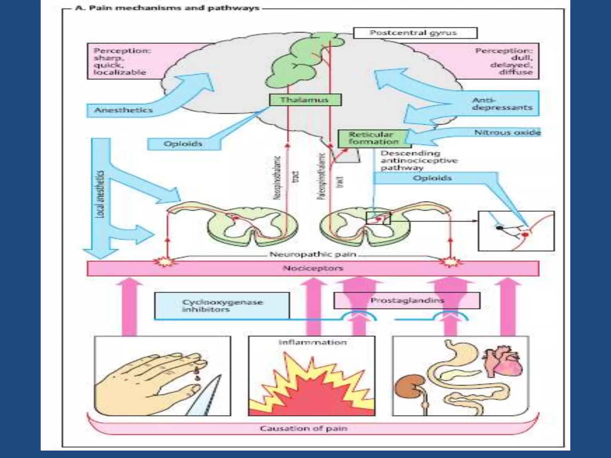Opiod analgesics