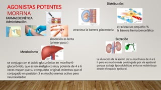 AGONISTAS POTENTES
MORFINA
La duración de la acción de la morfina es de 4 a 6
h pero es mucho más prolongada por vía epidural
porque su baja liposolubilidad evita se redistribuya
desde el espacio epidural.
absorción es lenta
(primer paso )
FARMACOCINÉTICA
Administración:
Distribución:
atraviesa la barrera placentaria
atraviesa un pequeño %
la barrera hematoencefálica
Metabolismo
se conjuga con el ácido glucurónico en morfina-6-
glucurónido, que es un analgésico muy potente de 4 a 6
veces mayor que su compuesto original, mientras que el
conjugado en posición 3 es mucho menos activo pero
neuroexitador.
Excreción
 