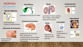 MORFINA
Efectos periféricos
Aparato digestivo
alivia la diarrea
(causa el estreñimiento)
Vias biliares
contraen el músculo liso biliar
Renal
aumentan el tono ureteral,
de la vejiga y del esfínter
(retención urinaria)
Cardiovascular
a dosis elevadas
Liberación de histamina
causa urticaria,
sudoración y
vasodilatación
Acciones hormonales
la liberación de hormona
ADH, prolactina y
somatotropina, pero inhiben
la liberación de la hormona
luteinizante.
Parto
deprimen las
contracciones
uterinas
Inmunidad
ayudan a
contrarrestar el
dolor
inflamatorio
Hiperalgesia
 