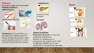 Distribucion: es muy lipofílico, se
acumula en los tejidos grasos de
donde se libera lentamente y hace
que la semivida varíe de 12 a 40 h,
penetran fácilmente en el cerebro.
Metadona
su acción es algo más prolongada.
FARMACOCINÉTICA
Administracion:
primer paso reducido
FARMACODINAMIA
Mecanismo de acción: se une a los
receptores receptores μ.
Además, la metadona es un
antagonista del receptor de N-metil-
D-aspartato (NMDA), por lo que
resulta útil en el tratamiento del dolor
neurógeno.
Metabolismo
citocromo P450
(CYP450)
Excresion
efectos:
 