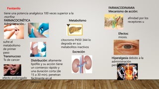 FARMACODINAMIA
Mecanismo de acción:
Fentanilo
tiene una potencia analgésica 100 veces superior a la
morfina
FARMACOCINÉTICA
Administración.-
sufre el
metabolismo
de primer
paso
Transmucoso
Tx de cancer
efecto prolongado
Distribución: altamente
lipófilo y su acción tiene
un comienzo rápido y
una duración corta (de
15 a 30 min). penetran
fácilmente en el
cerebro.
citocromo P450 3A4 lo
degrada en sus
metabolitos inactivos
Metabolismo
Excreción
afinidad por los
receptores u
Efectos:
miosis.
Hiperalgesia debido a la
administración
persistente
 