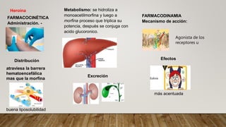Heroína Metabolismo: se hidroliza a
monoacetilmorfina y luego a
morfina proceso que triplica su
potencia, después se conjuga con
acido glucoronico.
FARMACOCINÉTICA
Administración. -
Distribución
buena liposolubilidad
atraviesa la barrera
hematoencefálica
mas que la morfina
FARMACODINAMIA
Mecanismo de acción:
Excreción
Efectos
más acentuada
Agonista de los
receptores u
 