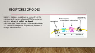 RECEPTORES OPIOIDES
Existen 3 tipos de receptores se encuentra en la
membrana de ciertas células del SNC y periferico,
que son: u (mu), δ (delta) y κ (kapa)
Estos tres tipos de receptores opioides pertenecen
a la familia de receptores acoplados a proteína G
de tipo inhibidor Gi/o.
 