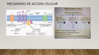 MECANISMO DE ACCION CELULAR
 
