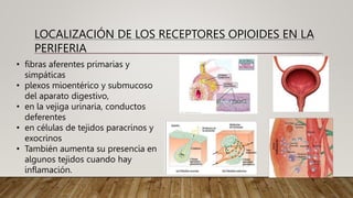• fibras aferentes primarias y
simpáticas
• plexos mioentérico y submucoso
del aparato digestivo,
• en la vejiga urinaria, conductos
deferentes
• en células de tejidos paracrinos y
exocrinos
• También aumenta su presencia en
algunos tejidos cuando hay
inflamación.
LOCALIZACIÓN DE LOS RECEPTORES OPIOIDES EN LA
PERIFERIA
 