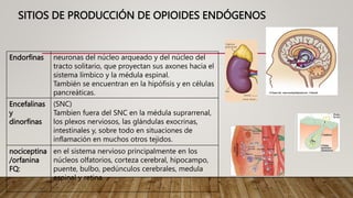 SITIOS DE PRODUCCIÓN DE OPIOIDES ENDÓGENOS
Endorfinas neuronas del núcleo arqueado y del núcleo del
tracto solitario, que proyectan sus axones hacia el
sistema límbico y la médula espinal.
También se encuentran en la hipófisis y en células
pancreáticas.
Encefalinas
y
dinorfinas
(SNC)
Tambien fuera del SNC en la médula suprarrenal,
los plexos nerviosos, las glándulas exocrinas,
intestinales y, sobre todo en situaciones de
inflamación en muchos otros tejidos.
nociceptina
/orfanina
FQ:
en el sistema nervioso principalmente en los
núcleos olfatorios, corteza cerebral, hipocampo,
puente, bulbo, pedúnculos cerebrales, medula
espinal y retina
 