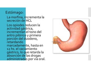 Estómago:
La morfina, incrementa la
secreción de HCL
Los opiodes reducen la
actividad gástrica,
incrementan el tono del
antro pilórico y primera
porción del duodeno,
retardando
marcadamente, hasta en
12 hs. el vaciamiento
gástrico, lo que retarda la
absorción de las drogas
administradas por vía oral.
 