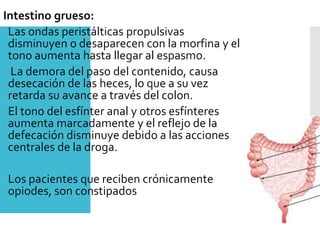 Intestino grueso:
Las ondas peristálticas propulsivas
disminuyen o desaparecen con la morfina y el
tono aumenta hasta llegar al espasmo.
 La demora del paso del contenido, causa
desecación de las heces, lo que a su vez
retarda su avance a través del colon.
El tono del esfínter anal y otros esfínteres
aumenta marcadamente y el reflejo de la
defecación disminuye debido a las acciones
centrales de la droga.

Los pacientes que reciben crónicamente
opiodes, son constipados
 