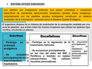 I) SISTEMA OPIODE ENDOGENO
Los opiodes son analgésicos potentes que actúan uniéndose a receptores
específicos de membrana denominados receptores opiodes. Estos receptores,
conjuntamente con los péptidos opiodes endógenos constituyen un sistema
modulador de la nocicepcion, conocido como el Sistema Opiode Endógeno.
El organismo dispone de un sistema de modulación de la nocicepción mediado por una
serie de péptidos que actúan sobre los mismos receptores que utilizan los opiáceos tipo
morfina, simulando sus efectos.
Endorfinas Encefalinas Dinorfinas
Participa en la
actividad
analgésica.
Se encuentra
principalmente en la
adenohipófisis e
hipótalamo
Participa en la regulación de la
transmisión dolorosa.
Se encuentran principalmente
en las vías del dolor del SNC y
Periférico y también en tejidos
extranerviosos TGI (células
insulares pancreáticas)
Se encuentran
principalmente
en el
hipotálamo,
sustancia gris
periacueductual,
formación
reticular.
 