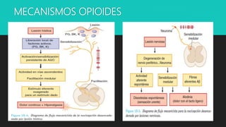 MECANISMOS OPIOIDES
 