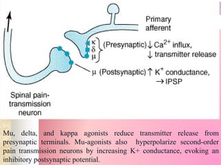 gg
Mu, delta, and kappa agonists reduce transmitter release from
presynaptic terminals. Mu-agonists also hyperpolarize second-order
pain transmission neurons by increasing K+ conductance, evoking an
inhibitory postsynaptic potential.
 