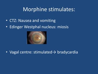 Morphine stimulates:
• CTZ: Nausea and vomiting
• Edinger Westphal nucleus: miosis
• Vagal centre: stimulated→ bradycardia
 