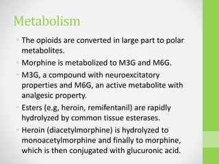 Metabolism
• The opioids are converted in large part to polar
metabolites.
• Morphine is metabolized to M3G and M6G.
• M3G, a compound with neuroexcitatory
properties and M6G, an active metabolite with
analgesic property.
• Esters (e.g, heroin, remifentanil) are rapidly
hydrolyzed by common tissue esterases.
• Heroin (diacetylmorphine) is hydrolyzed to
monoacetylmorphine and finally to morphine,
which is then conjugated with glucuronic acid.
 