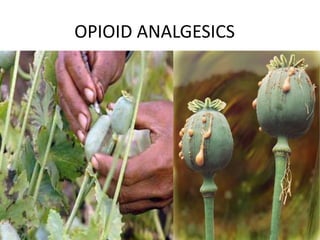 OPIOID ANALGESICS
 