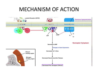 MECHANISM OF ACTION
 