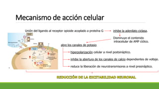 Mecanismo de acción celular
Unión del ligando al receptor opioide acoplado a proteína G inhibe la adenilato ciclasa.
Disminuye el contenido
intracelular de AMP cíclico.
abre los canales de potasio
hiperpolarización celular a nivel postsináptico.
inhibe la abertura de los canales de calcio dependientes de voltaje.
reduce la liberación de neurotransmisores a nivel presináptico.
.
 