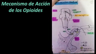 Mecanismo de Acción
de los Opioides
 