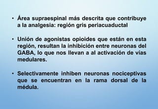 • Área supraespinal más descrita que contribuye
a la analgesia: región gris periacuaductal
• Unión de agonistas opioides que están en esta
región, resultan la inhibición entre neuronas del
GABA, lo que nos llevan a al activación de vías
medulares.
• Selectivamente inhiben neuronas nociceptivas
que se encuentran en la rama dorsal de la
médula.
 