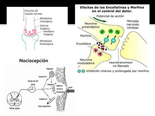 Nociocepción
 