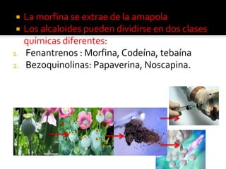  La morfina se extrae de la amapola
 Los alcaloides pueden dividirse en dos clases
químicas diferentes:
1. Fenantrenos : Morfina, Codeína, tebaína
2. Bezoquinolinas: Papaverina, Noscapina.
 