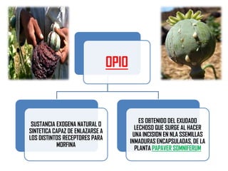 OPIO

SUSTANCIA EXOGENA NATURAL O
SINTETICA CAPAZ DE ENLAZARSE A
LOS DISTINTOS RECEPTORES PARA
MORFINA

ES OBTENIDO DEL EXUDADO
LECHOSO QUE SURGE AL HACER
UNA INCISION EN NLA SSEMILLAS
INMADURAS ENCAPSULADAS, DE LA
PLANTA PAPAVER SOMNIFERUM

 