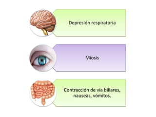 Depresión respiratoria

Miosis

Contracción de vía biliares,
nauseas, vómitos.

 