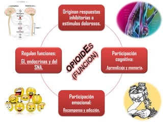 Originan respuestas
inhibitorias a
estímulos dolorosos.

Regulan funciones:
GI, endocrinas y del
SNA.

Participación
cognitiva:
Aprendizaje y memoria.

Participación
emocional:
Recompensa y adicción.

 
