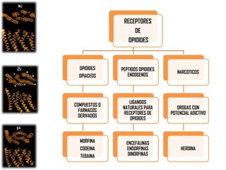 RECEPTORES
DE
OPIOIDES

OPIOIDES
OPIACEOS

COMPUESTOS O
FARMACOS
DERIVADOS

MORFINA
CODEINA
TEBAINA

PEPTIDOS OPIOIDES
ENDOGENOS

NARCOTICOS

LIGANDOS
NATURALES PARA
RECEPTORES DE
OPIOIDES

DROGAS CON
POTENCIAL ADICTIVO

ENCEFALINAS
ENDORFINAS
DINORFINAS

HEROINA

 