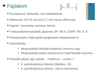 2
+ Fájdalom
n Nociceptorok: testszerte, nem adaptálódnak
n Afferensek: Aδ (15 m/s) és C (1 m/s) típusú afferensek
n Ingerek: mechanikai, termikus, kémiai
n Transzmitterek/modulálók: glutamát, SP, NK-A, CGRP, PG, H, K+
n Perikarionjaik a hátsó gyöki ganglionban helyezkednek el
n Jeltovábbítás:
●
átkapcsolódás felszálló projekciós neuronra vagy
●
átkapcsolódás lokális interneuronra majd felszálló neuronra
n Felszálló pályák (ggl. spinale → thalamus → cortex) †
●
tr. spinothalamicus lateralis (fájdalom, hő)
●
tr. spinothalamicus anterior (durva mechanikai)
 