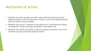 Mechanism of action:
 Morphine and other opioids exert their major effects by interacting with
opioid receptors in the CNS and other structures, such as the gastrointestinal
(GI) tract and the urinary bladder.
 Morphine also acts at κ receptors in the spinal cord. It decreases the release
of substance P, which cause pain perception in the spinal cord.
 Morphine also inhibit the release of many excitatory transmitters from nerve
terminals carrying nociceptive (painful) stimuli
 