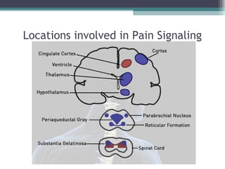 Locations involved in Pain Signaling
and Analgesia
 