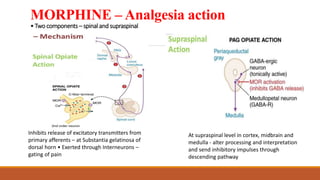 MORPHINE – Analgesia action
• Two components – spinal and supraspinal
Inhibits release of excitatory transmitters from
primary afferents – at Substantia gelatinosa of
dorsal horn • Exerted through Interneurons –
gating of pain
At supraspinal level in cortex, midbrain and
medulla - alter processing and interpretation
and send inhibitory impulses through
descending pathway
 